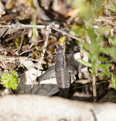 Eurepa marginipennis