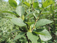 Betula humilis