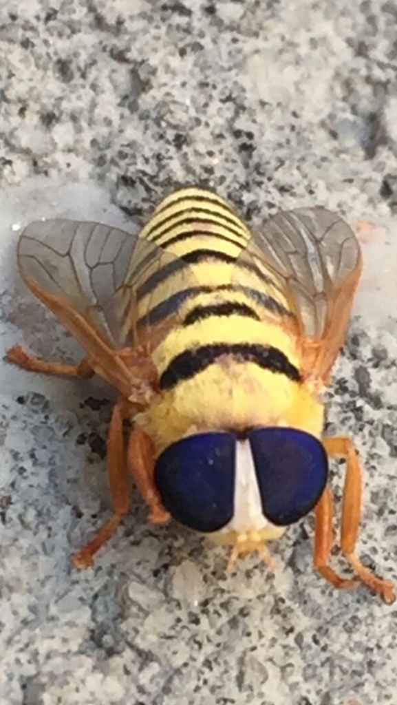 Teskeyellus