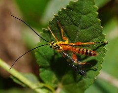Echthromorpha agrestoria