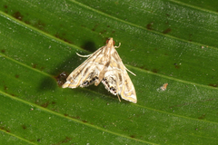 Acentropinae