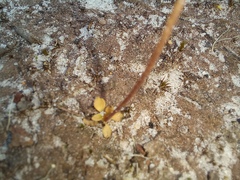 Stylidium androsaceum