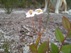 Stylidium androsaceum