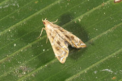 Acentropinae