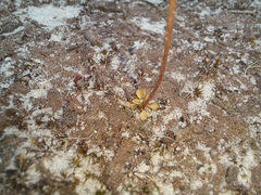 Stylidium androsaceum