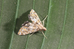 Acentropinae