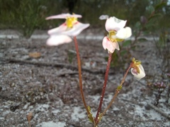 Stylidium androsaceum