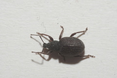 Otiorhynchus rugosostriatus