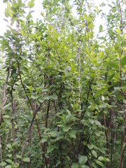 Betula humilis