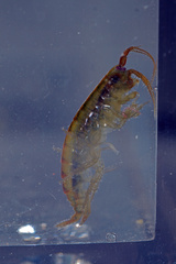 Marinogammarus obtusatus