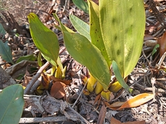 Bifrenaria