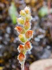 Drosera scorpioides