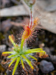 Drosera scorpioides