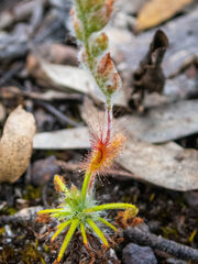 Drosera scorpioides