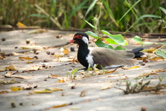 Vanellus indicus atronuchalis