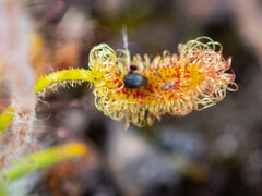 Drosera scorpioides