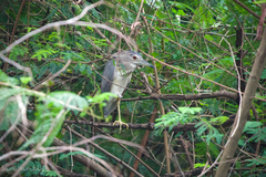 Nycticorax nycticorax nycticorax