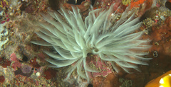 Sabellidae