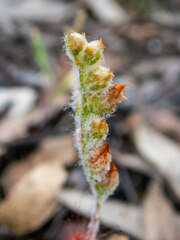 Drosera scorpioides