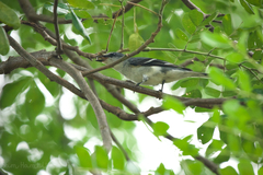 Pericrocotus divaricatus