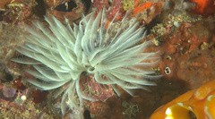 Sabellidae