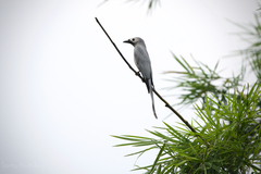 Dicrurus leucophaeus leucogenis