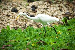 Ardea intermedia intermedia