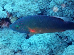 Oxycheilinus digramma