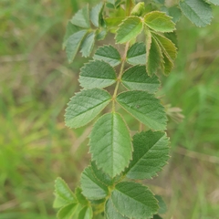 Rosa rubiginosa
