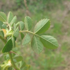 Rosa rubiginosa