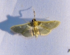 Apilocrocis brumalis
