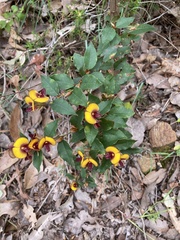 Bossiaea ornata