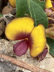 Bossiaea ornata
