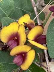 Bossiaea ornata