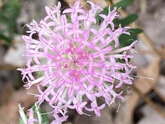 Pimelea ferruginea