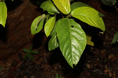 Ficus congesta