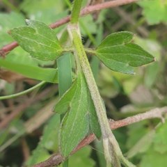 Ranunculus lappaceus