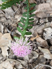 Pimelea ferruginea