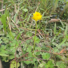 Ranunculus lappaceus