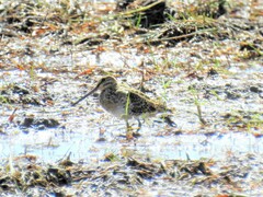 Gallinago