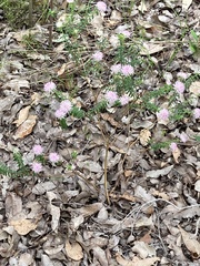 Pimelea ferruginea