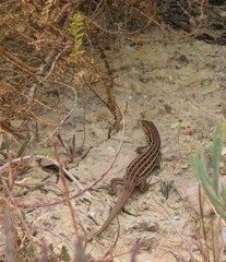 Psammodromus occidentalis