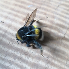Bombus terrestris