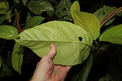 Ficus congesta