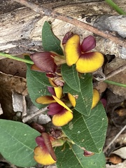 Bossiaea ornata