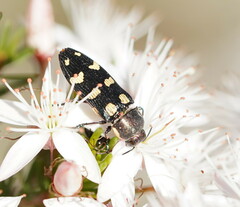 Castiarina decemmaculata