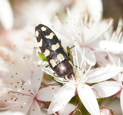 Castiarina decemmaculata