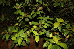 Ficus congesta