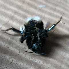 Bombus terrestris