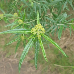 Ozothamnus ferrugineus